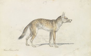 Painted Thous Dog by Charles | Free Photo - rawpixel