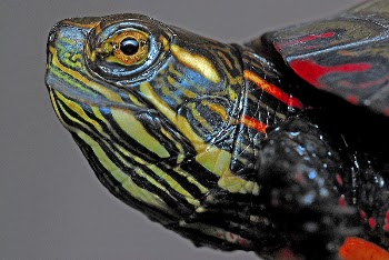Painted turtle face close up. | Free Photo - rawpixel