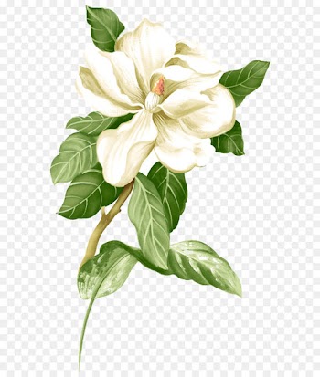 Painted white jasmine picture material 