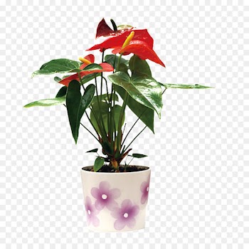 Painter's-palette Leaf Succulent plant Clivia Lucky bamboo -  