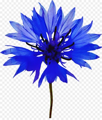 Painting, Cornflower, Watercolor Painting, Flower, Blue PNG