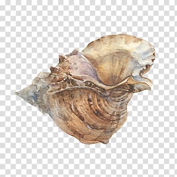 Painting Illustrator Illustration, Conch Creative Painted transparent background PNG clipart
