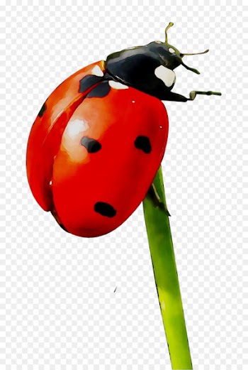 Painting Ladybird beetle Art Museum label Insect -  