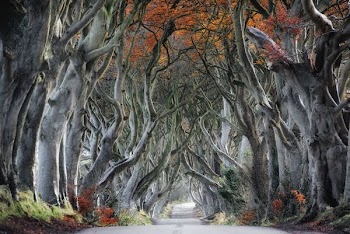 painting of gray tree branches