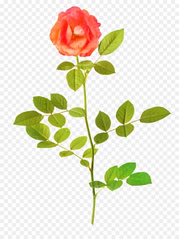 Painting, Rose, Art, Flower, Flowering Plant PNG