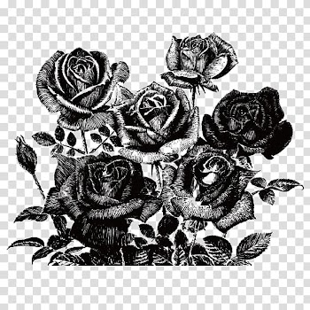 Painting Rose , Black Rose transparent background PNG clipart