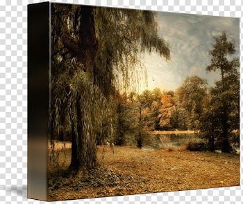 Painting Tree Art Weeping willow , weeping willow transparent background PNG clipart