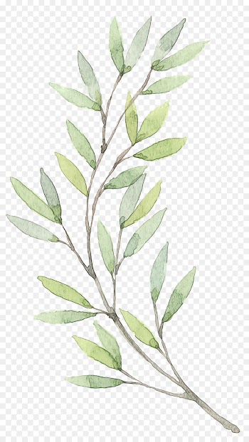 Painting, Watercolor Painting, Photography, Plant, Leaf PNG