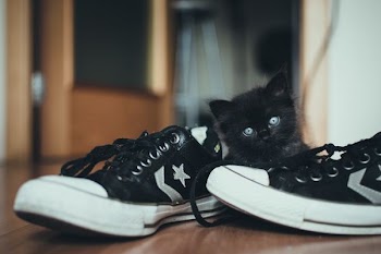 pair of black-and-white low-tops