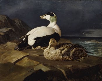 Pair of common eiders on a rock, | Free Photo - rawpixel