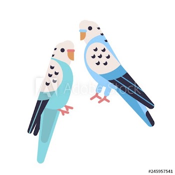 Pair of cute budgerigars isolated on white backgro