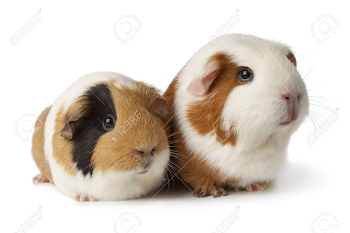 Pair Of Cute Guinea Pigs On White Background Stock Photo, Picture ...