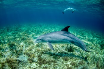 Pair of dolphin