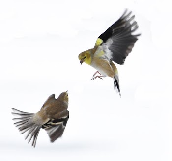 Pair of Goldfinches.JPG