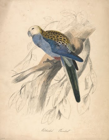 Pale-headed Parakeet | Free Photo - rawpixel