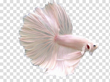Pale s, albino full moon betta fish transparent background PNG ...