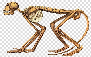 Paleontology s, animal skeleton art transparent background PNG clipart