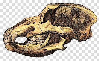 Paleontology s, brown animal skull illustration transparent background PNG clipart