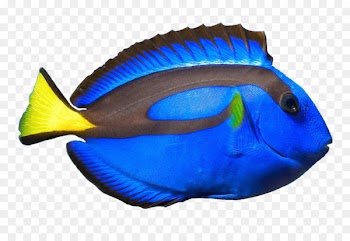 Palette surgeonfish Coral reef fish Ocellaris clownfish - dory 