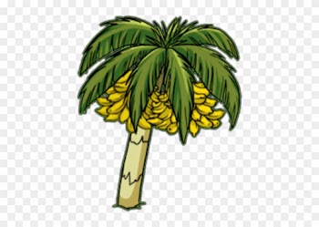 Palm Banana - Banana On Palm Tree