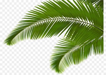 Palm branch Arecaceae Leaf Frond Clip art - Green coconut leaves 
