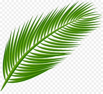 Palm branch Arecaceae Palm-leaf manuscript Clip art - banana leaves 