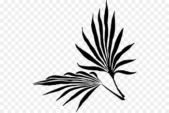 Palm branch Leaf Palm trees Frond -  