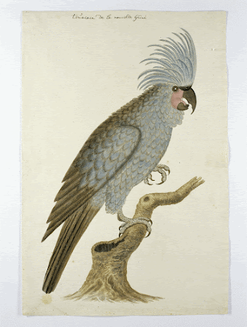 Palm cockatoo (ca.1780) painting in high | Free Photo - rawpixel