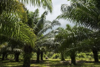 Palm forest in Palawan, Philippines. | Free Photo - rawpixel