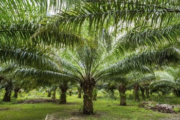 Palm forest in Palawan, Philippines. | Free Photo - rawpixel