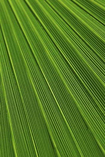 Palm leaf botanical texture background, | Free Photo - rawpixel