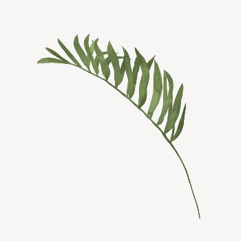 Palm leaf branch collage element | Free Vector Illustration - rawpixel