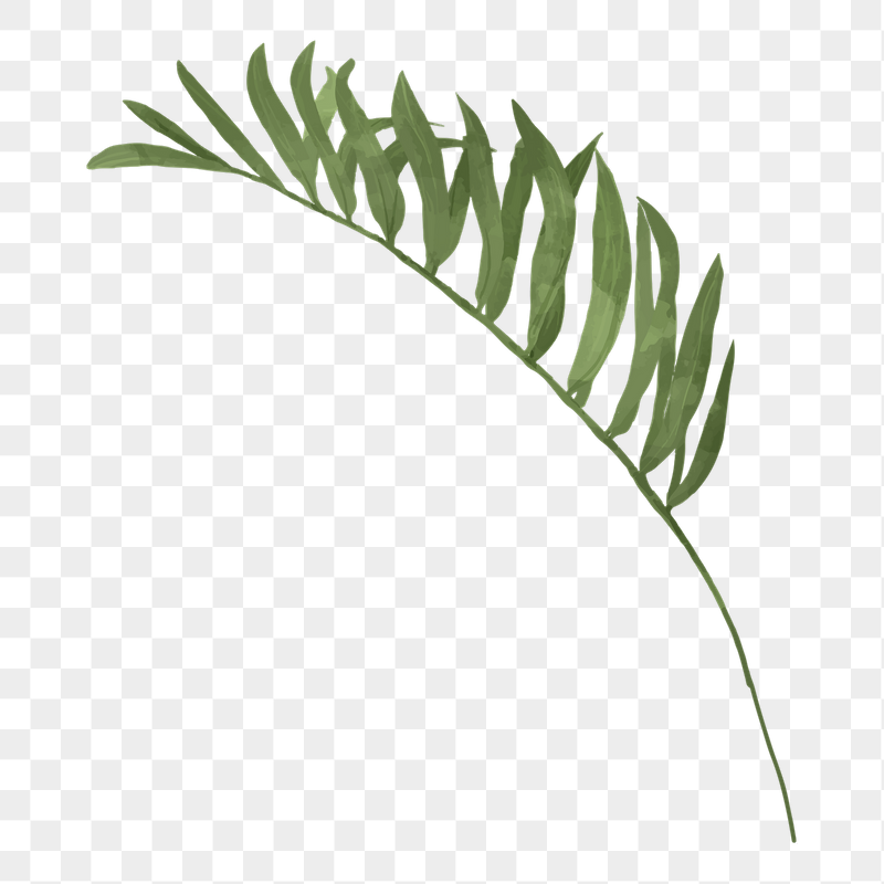 Palm leaf branch png sticker, | Free PNG Illustration - rawpixel