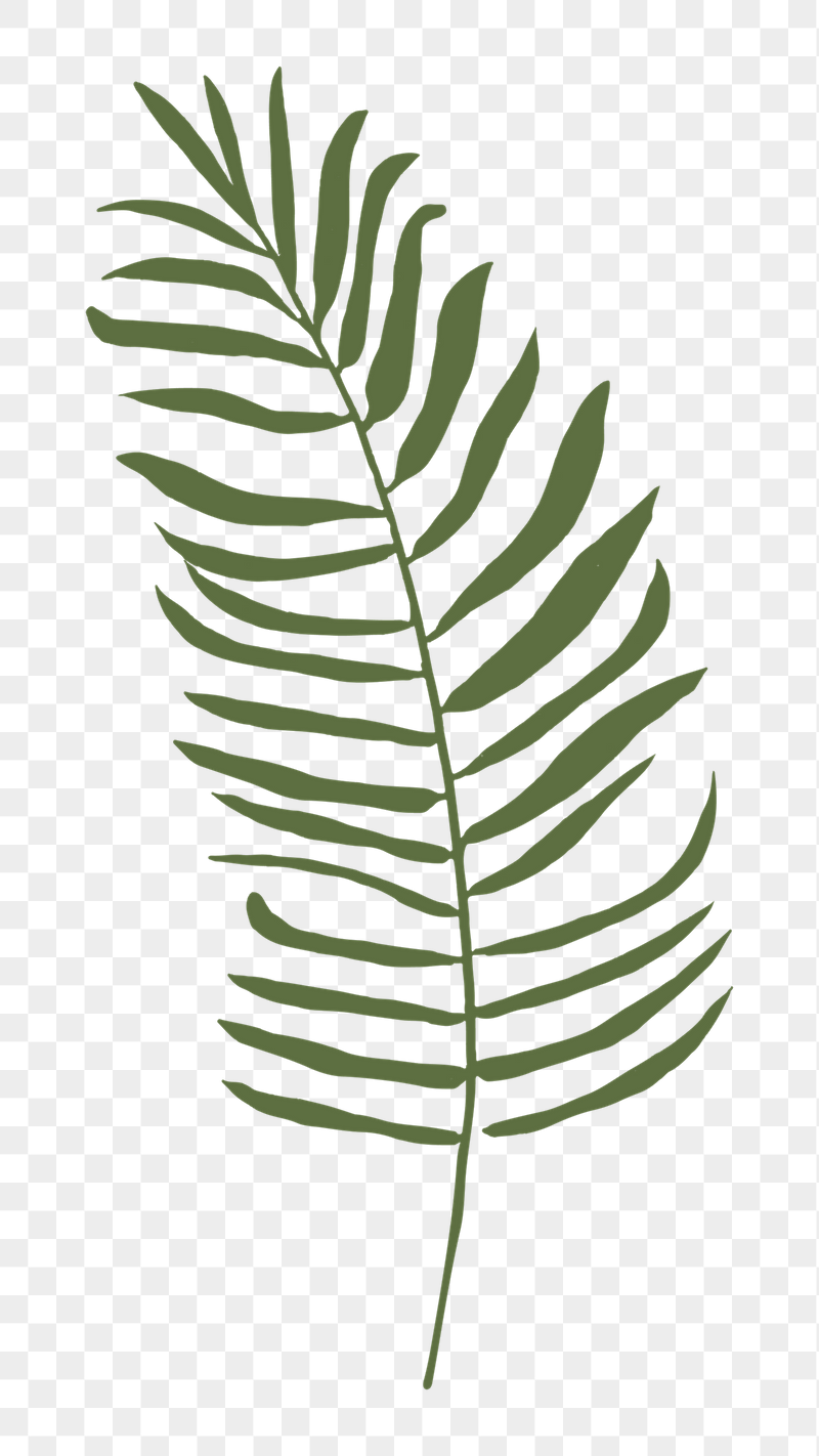 Palm leaf branch png sticker, | Free PNG Illustration - rawpixel