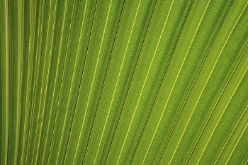 Palm leaf close up background, | Free Photo - rawpixel