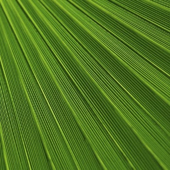 Palm leaf close up background, | Free Photo - rawpixel