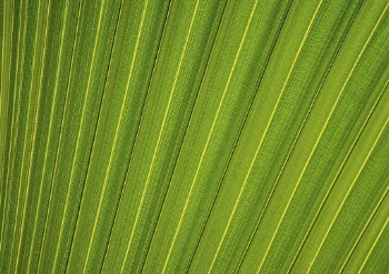 Palm leaf macro background, green | Free Photo - rawpixel