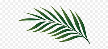 Palm Leaf Outline - Palm-leaf Manuscript