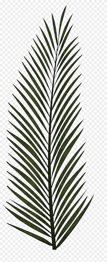 Palm Leaf Png Textures And Style Radin Mas - Palm Trees