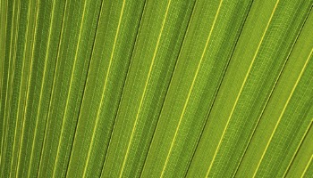 Palm leaf  texture computer | Free Photo - rawpixel