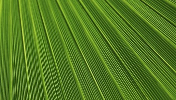 Palm leaf  texture computer | Free Photo - rawpixel
