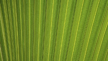 Palm leaf texture desktop wallpaper, | Free Photo - rawpixel