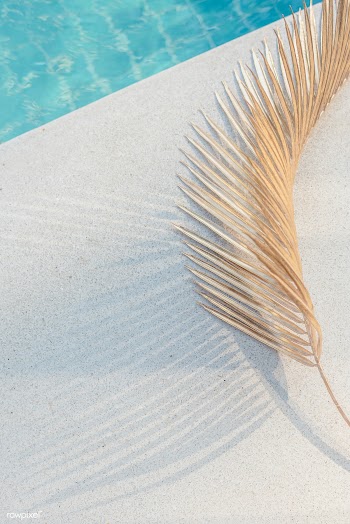 Palm leaf with shadow in sunlight by a swimming pool | Free  photo - 2264086