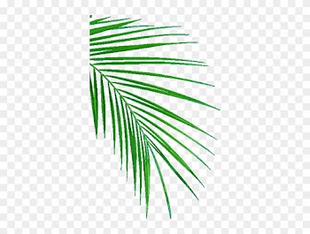 Palm Leafs - Oil Palm Leaf Sampling