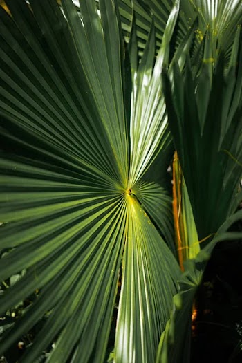Palm leaves Livistona, close-up, background