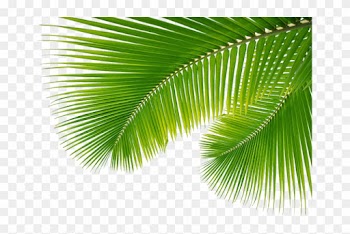 Palm Leaves Png Palm Leaves With Png Tropical Trees - Palms From Palm Sunday
