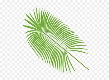 Palm leaves vector material 