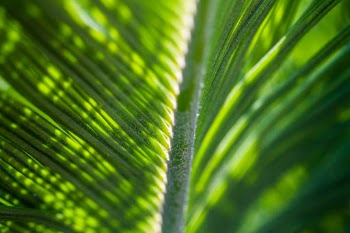 Palm leaves with light coming through.
