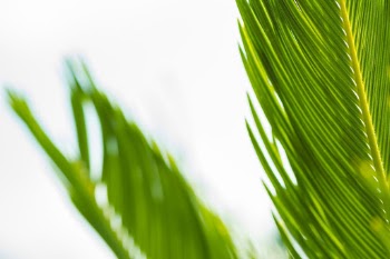 Palm leaves with light coming through.