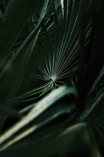Palm Plant
